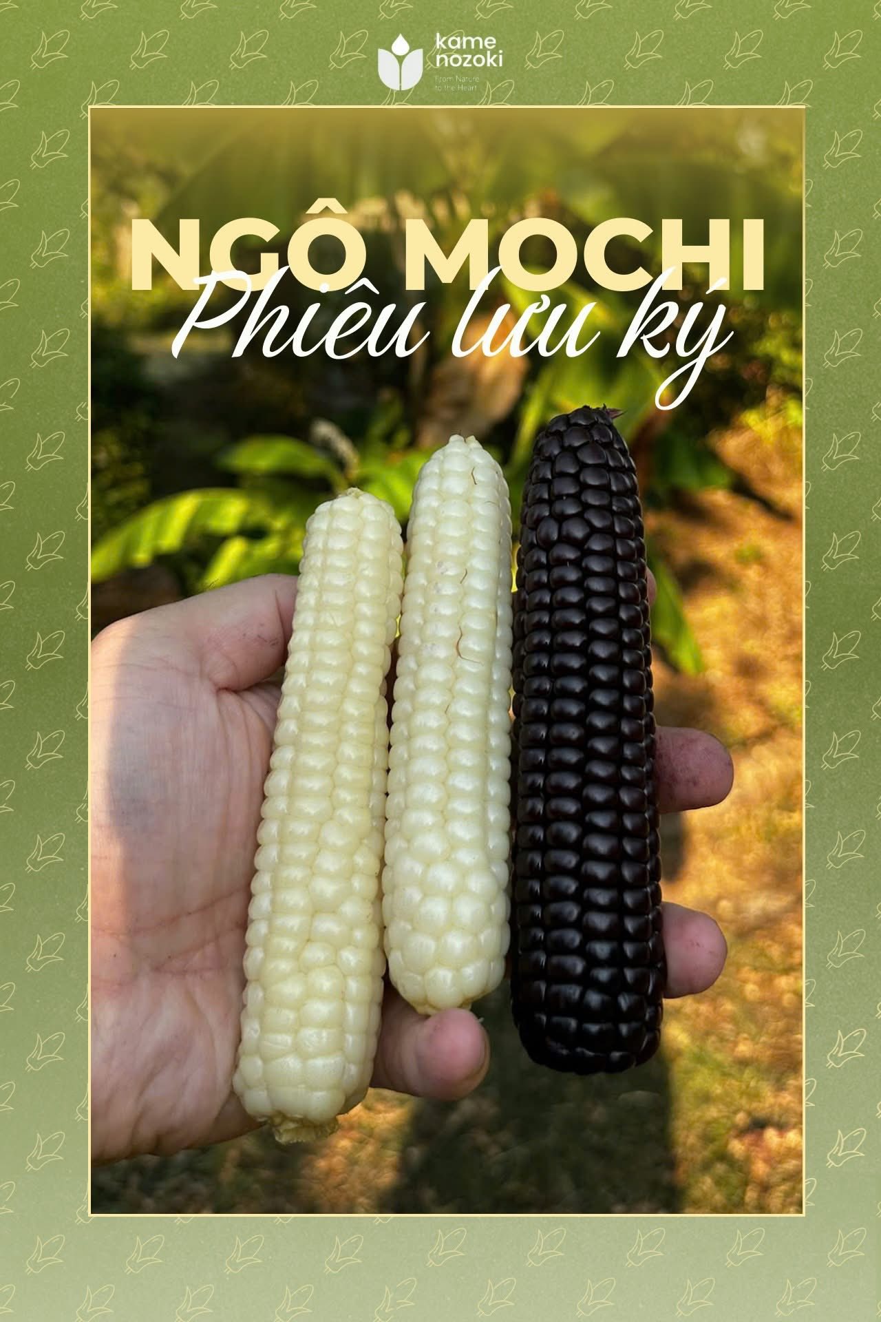 Ngô Nếp Cao Cấp Nhật Bản: Tinh Tế Từ Thiên Nhiên Đến Bàn Ăn Của Bạn