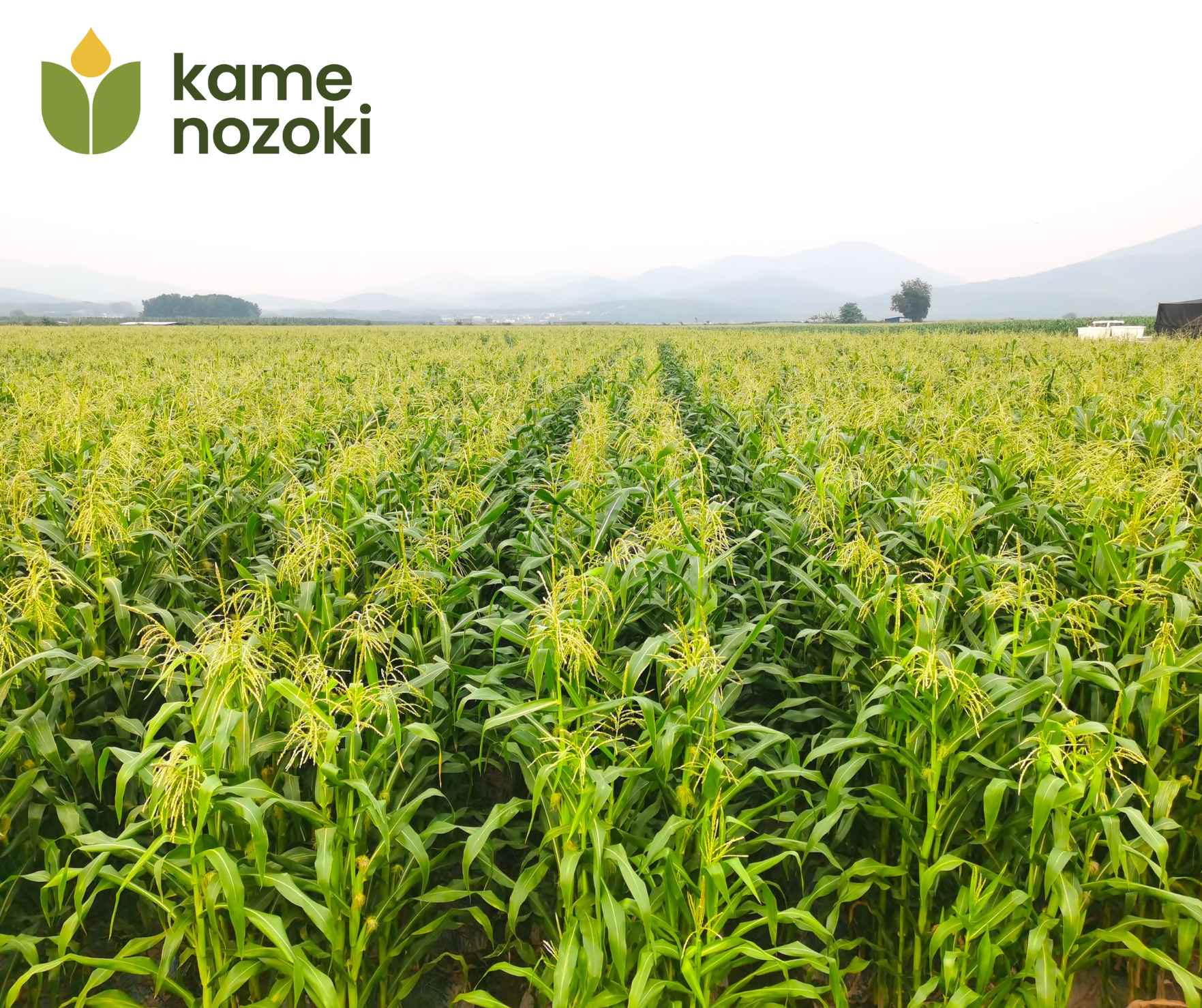 Ngô Nếp Ngón Tay Hữu Cơ Nhật Bản: Hương Vị Tinh Tế Từ Di Sản Ẩm Thực