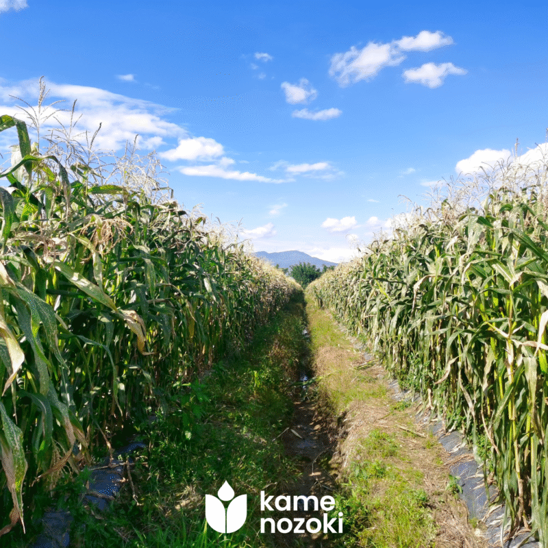 Nguồn Gốc Và Ý Nghĩa Văn Hóa Của Ngô Nếp Dinh Dưỡng Nhật Bản