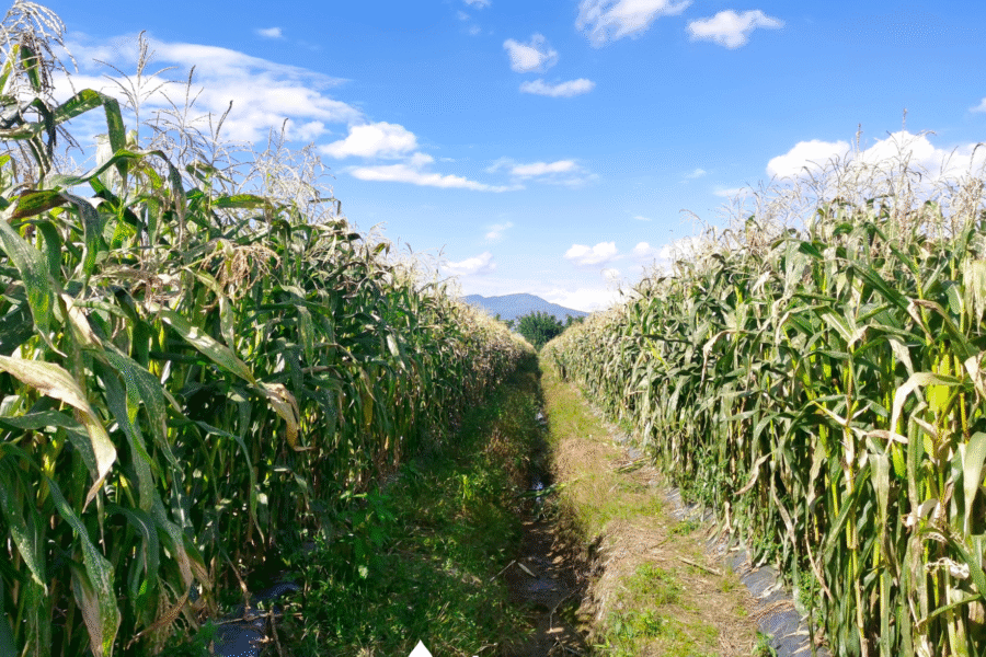 Nguồn Gốc Và Ý Nghĩa Văn Hóa Của Ngô Nếp Dinh Dưỡng Nhật Bản