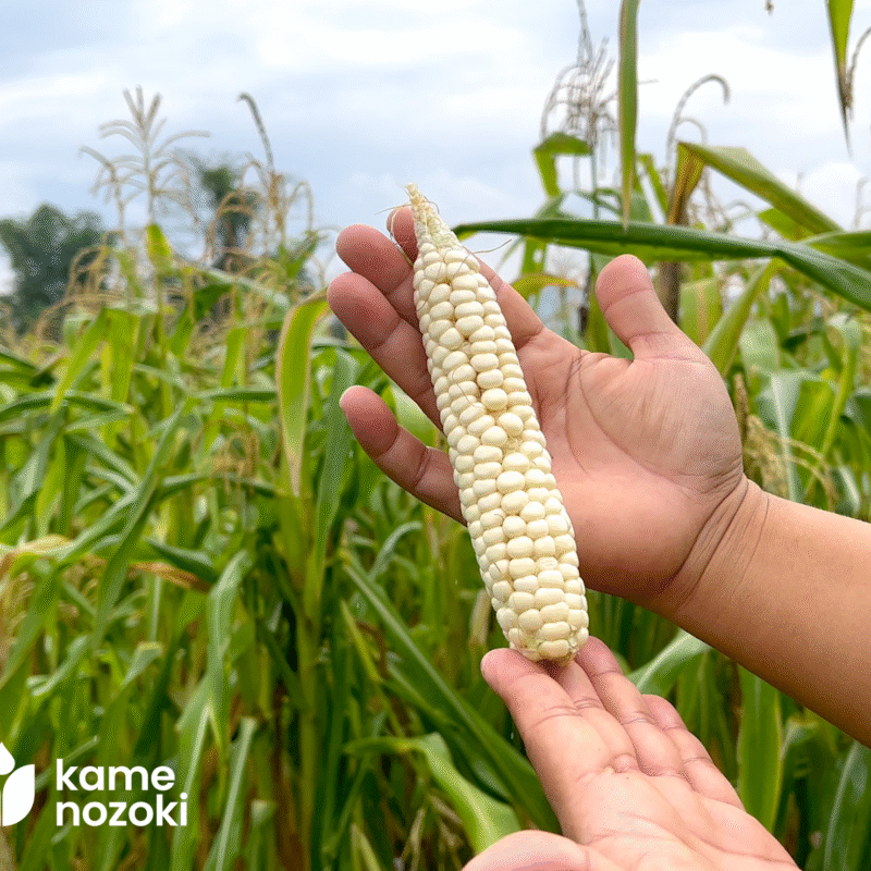 Nguồn Gốc Và Ý Nghĩa Văn Hóa Của Ngô Nếp Cao Cấp Nhật Bản