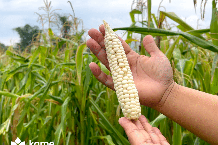 Nguồn Gốc Và Ý Nghĩa Văn Hóa Của Ngô Nếp Cao Cấp Nhật Bản